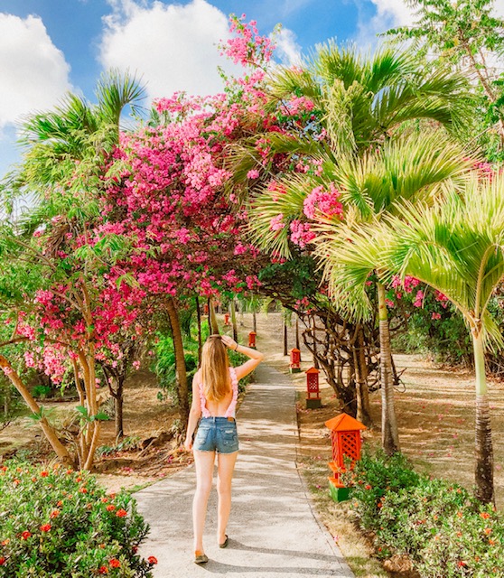 st lucia trees