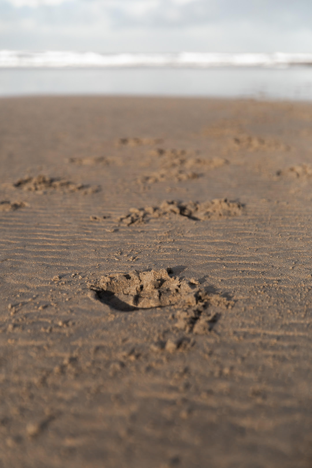 hoofprint in the sand
