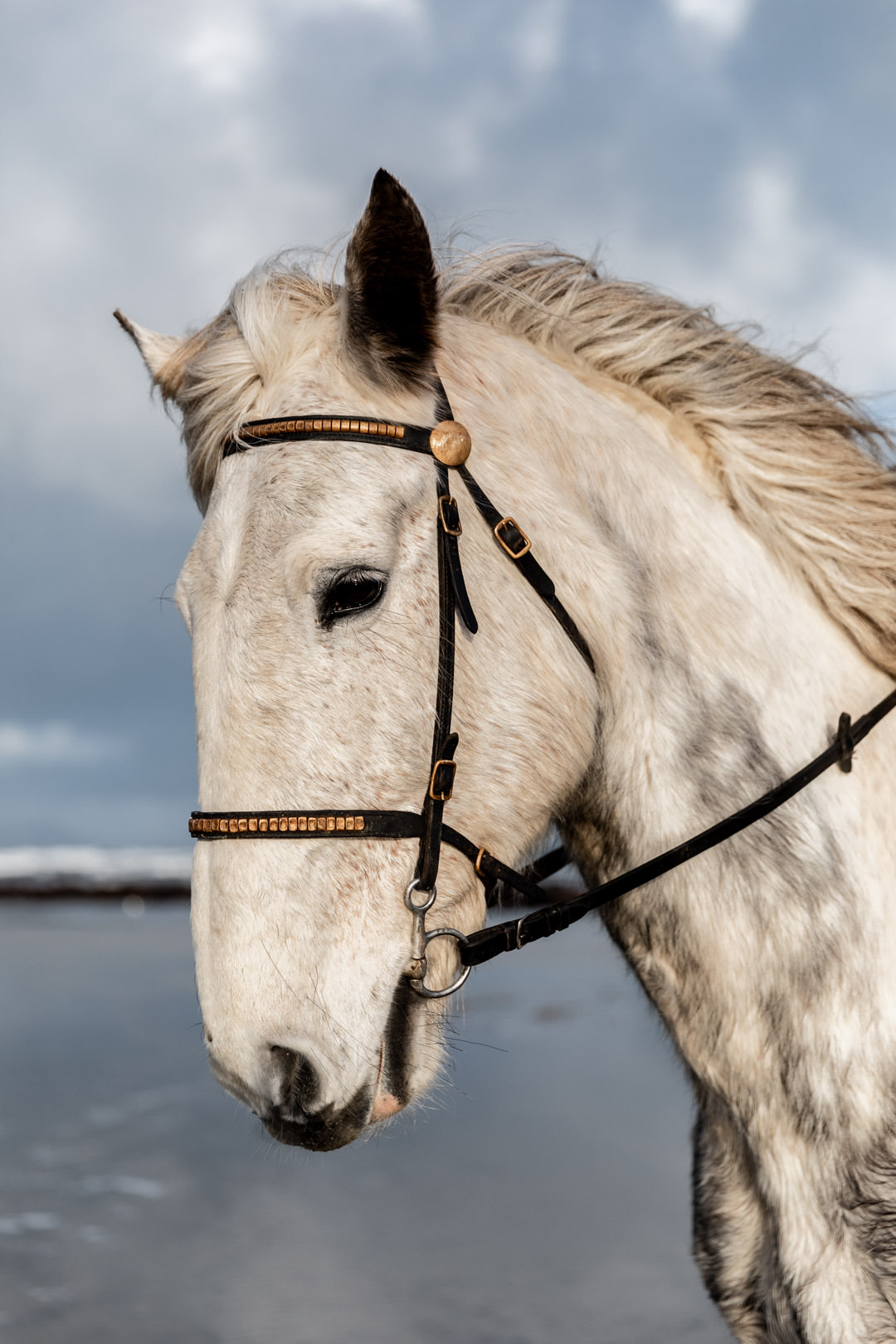 white majestic horse