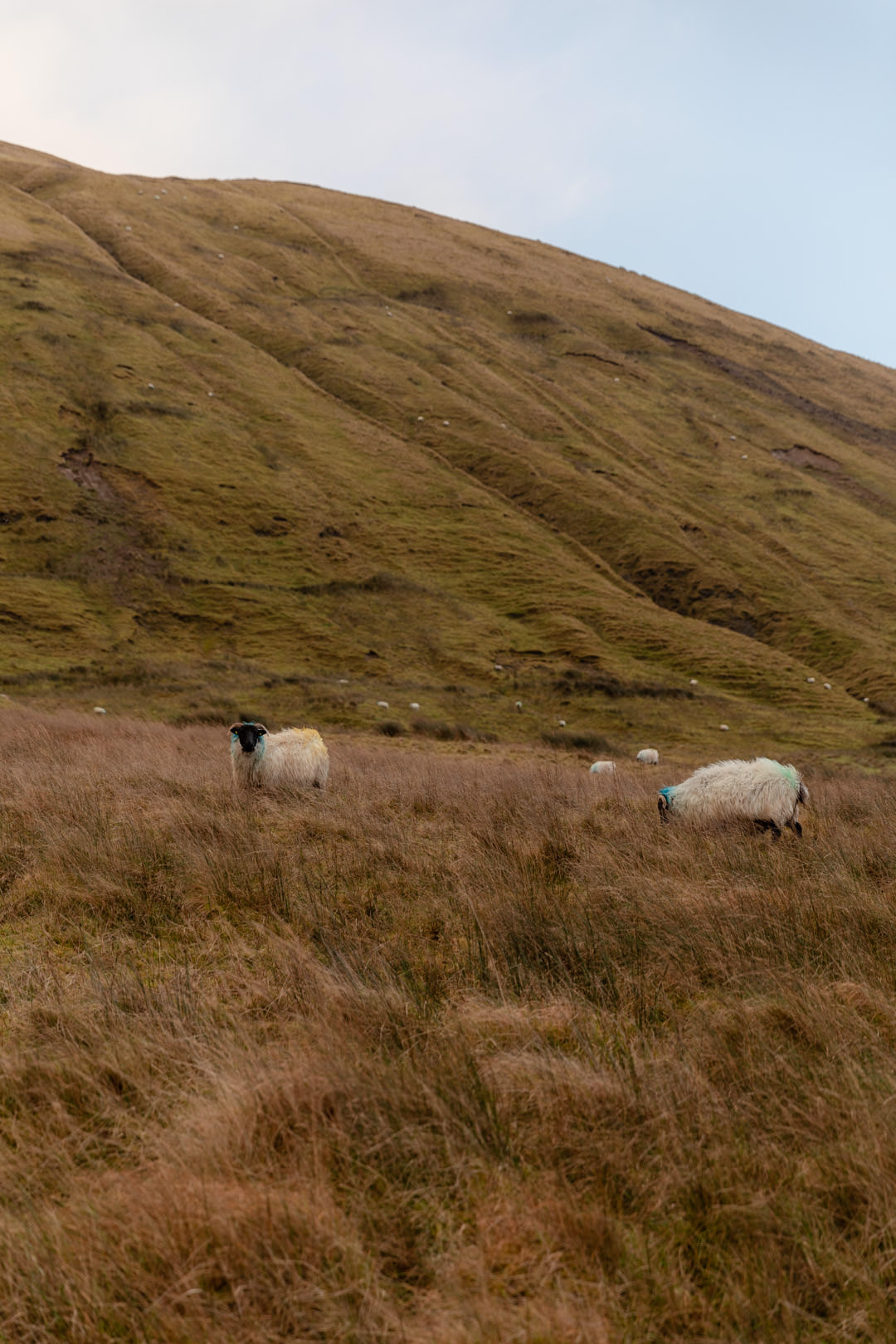sheep in irish meadow